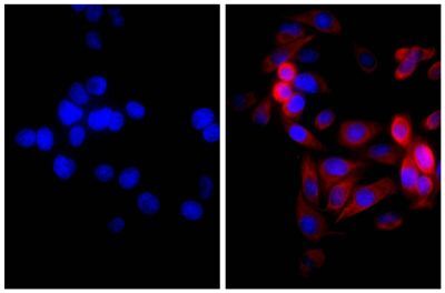 Alexa Fluor 555 Goat Anti-Mouse IgG, Human Adsorbed