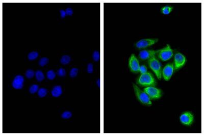 DAPI Fluoromount-G® Mounting Medium, 20 mL | SouthernBiotech
